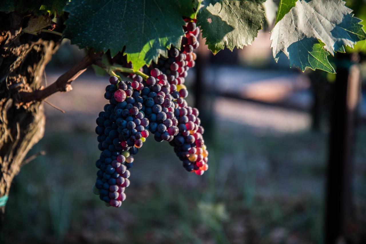 Tenuta Di Castellaro Winery & Resort 利帕里 外观 照片